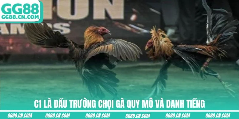 C1 là đấu trường chọi gà quy mô và danh tiếng C1 là đấu trường chọi gà quy mô và danh tiếng