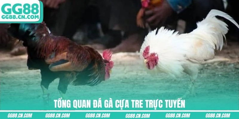 Tổng quan đá gà Cựa Tre trực tuyến Tổng quan đá gà Cựa Tre trực tuyến