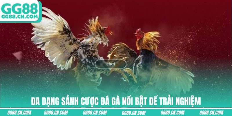 Đa dạng sảnh cược đá gà nổi bật để trải nghiệm