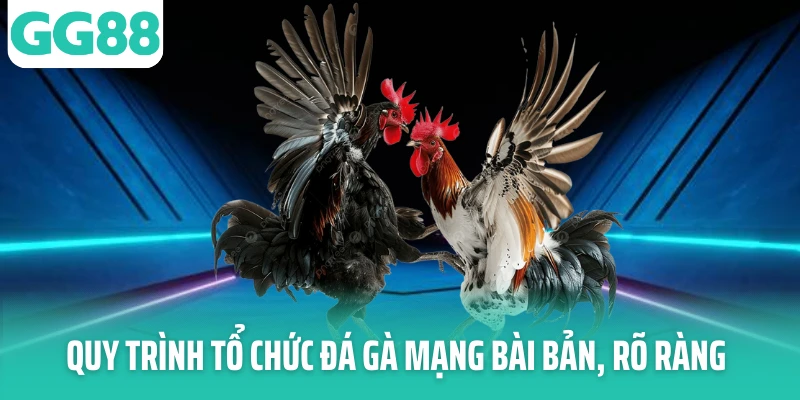 Quy trình tổ chức đá gà mạng bài bản, rõ ràng