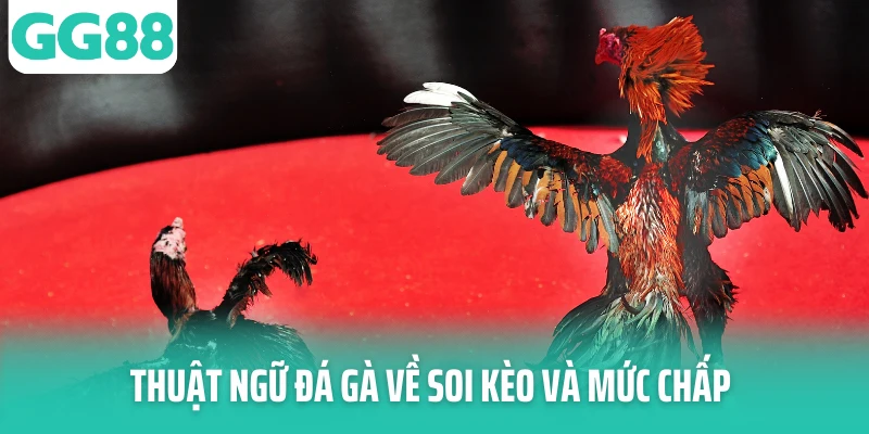Thuật ngữ đá gà về soi kèo và mức chấp Thuật ngữ đá gà về soi kèo và mức chấp